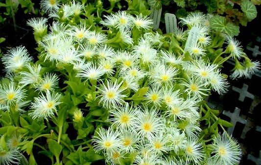 What is Sceletium, and how does it work?