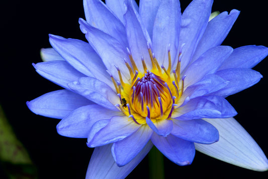 Blue lotus photo by Say Cheeze Studios