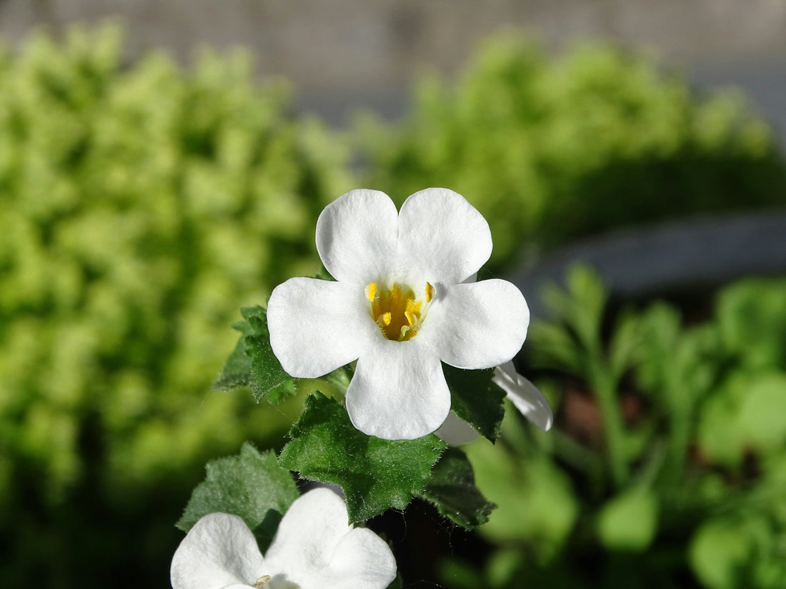 Photo of Bacopa Monnieri by Anne-Marie Allesø Rasmussen