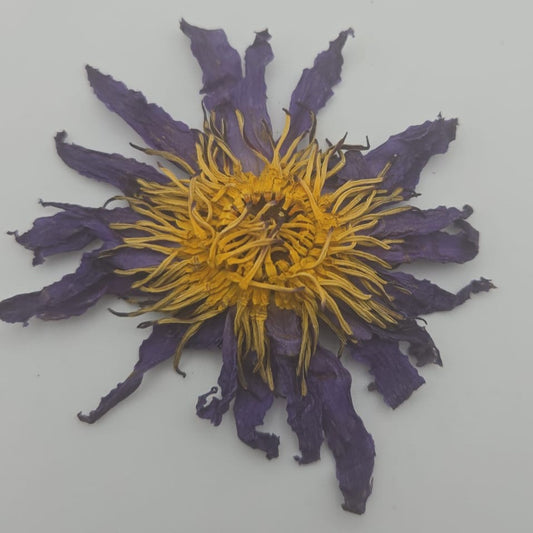 Blue Lotus Whole Flower